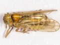 Dicranotropis hamata